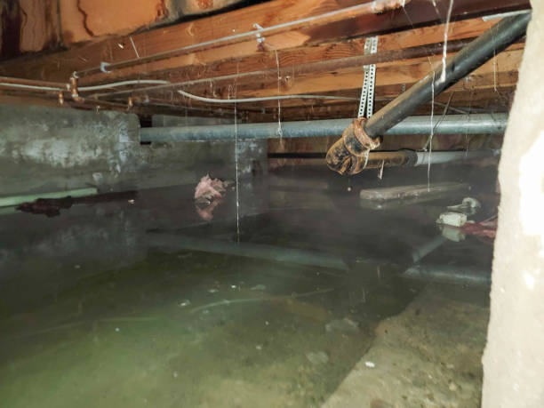 Best Water damage repair service  in New Holstein, WI
