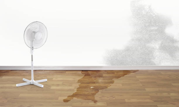 Best Local water damage restoration  in New Holstein, WI
